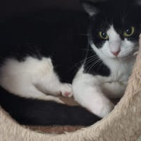 Chanelle, chatte à adopter