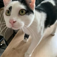 Zeus, chat à adopter