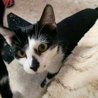 Helias, chatte à adopter