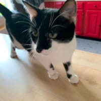 Athéna, chatte à adopter