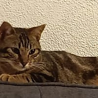 Aloé, chatte à adopter