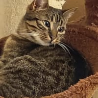 Vera, chatte à adopter