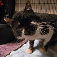 Gabin, chat à adopter