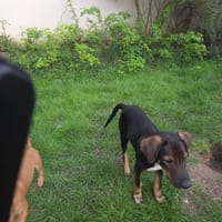 AIKO CHIOT croisé teckel, chien à adopter