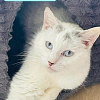 FRIGOST, chat à adopter