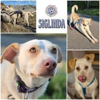 SIGLINDE * sanfte, ruhige Begleiterin, Hündin zur Adoption