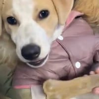 Luna - in Deutschland, Hündin zur Adoption