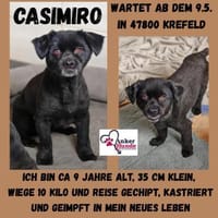 Casimiro sucht sein Zuhause, Hund zur Adoption