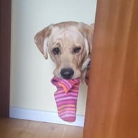 Kalle-tolle Knalltüte sucht Zuhause, Hund zur Adoption