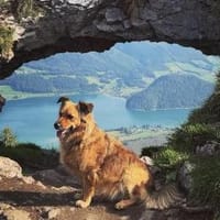 🐾 Bella 🐾 sucht dringend ihr Zuhause, Hündin zur Adoption