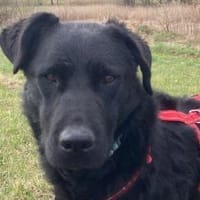 bezaubernde ASYA💖wartet in 36179 Bebra, Hündin zur Adoption