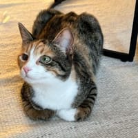 Kiyo sucht ihre Familie, Katze zur Adoption