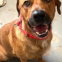 GANESH - Traumplatz für Traumhündin....., Hündin zur Adoption