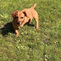 🐾 Carlos sucht sein Für-Immer-Zuhause, Hund zur Adoption