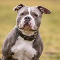 Pummel, Hündin zur Adoption