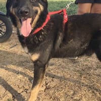 JOEY - ein Pechvogel........, Hund zur Adoption