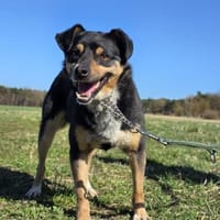 🐾 Dudi  kleiner, lieber Rüde, Hund zur Adoption