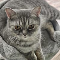 LITSCHI - Lebensfreude pur sucht Familie, Kater zur Adoption