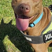 Erbse, Hündin zur Adoption