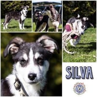SILVA * Gemeinsam Pferde stehlen, Hündin zur Adoption