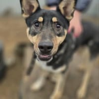 Kadir -Sportlicher Schäferhund, Hund zur Adoption