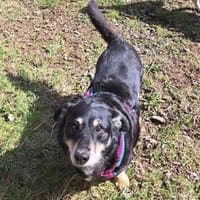 MORIS sucht dringend ein neues zuhause, Hund zur Adoption