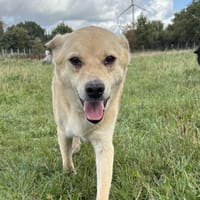 Peewee sucht ruhige Menschen, Hund zur Adoption