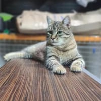 Rajah  Tigermädel sucht Familie, Katze zur Adoption