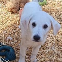 Cuki sucht Familienanschluß, Hündin zur Adoption