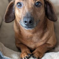 Marlene - süße Dackeldame, Hündin zur Adoption