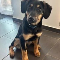 Hedda sucht ihre Menschen 🐾, Hündin zur Adoption