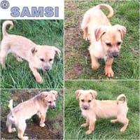 SAMSI -rundum tolles Hundekind-, Hund zur Adoption