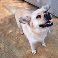 Nuscha - Engel auf 4 Pfoten, Hündin zur Adoption