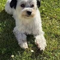 Lucy, Hündin zur Adoption