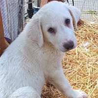 Jeges sucht ein Körbchen, Hund zur Adoption