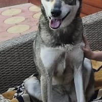 Kira, Hündin zur Adoption