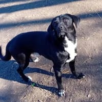 Gömbi man hat ihn zurückgelassen, Hund zur Adoption