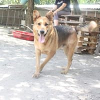 Cezar war nur eingesperrt, Hund zur Adoption