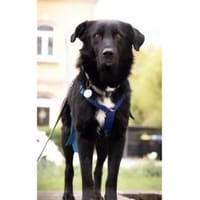 Hades - wartet in 96484 Meeder, Hund zur Adoption