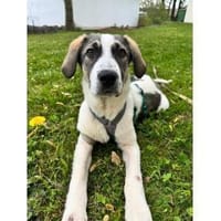 Mateo - wartet in 75365 Calw, Hund zur Adoption