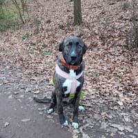 NOTFALL  - Kani muss ins Tierheim, Hündin zur Adoption