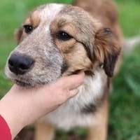 BEAN 💚💚💚 sucht Happy-Home, Hündin zur Adoption