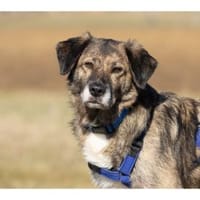 Loumes - wartet in 97714 Oerlenbach, Hund zur Adoption