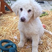 Felhö sucht seine Familie, Hund zur Adoption