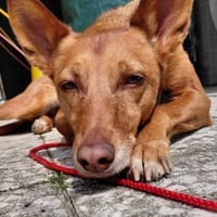 ZORA unser Blumenmädchen, Hündin zur Adoption