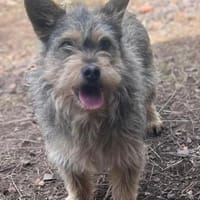 SUNNY - Hündin - ca. 2023 - ca. 28 cm, Hündin zur Adoption