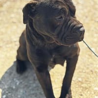 Agnes, Hündin zur Adoption