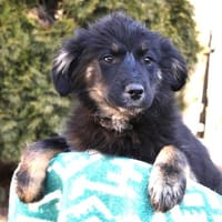 Mia, Hündin zur Adoption