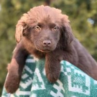 Luna, Hündin zur Adoption