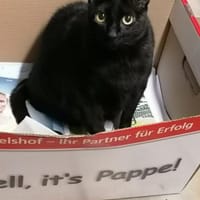 Marla, Katze zur Adoption